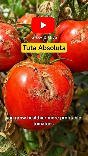 Tuta Absoluta Is Destroying Tomato Farms! 🍅⚠️ Prevention & Control #Shorts