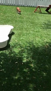 #A251510 PAISLEYis a gentle sweet girl who loves playing fetch and human attention. Collier Domestic Animal Services Naples, Florida | Collier DAS Dogs -by volunteers