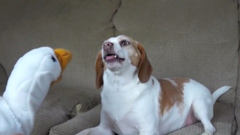Beagles Take on a Mischievous Goose Puppet