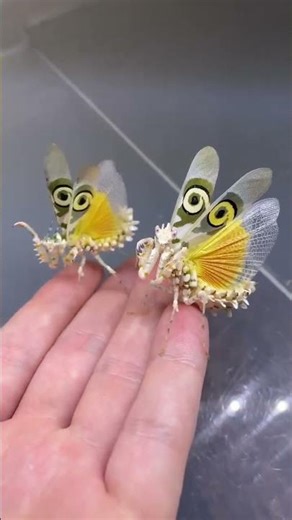 🦗 African Flower Mantis Up Close on Hand! 🌺 (Pseudocreobotra wahlbergii – Spiny Secrets Revealed)