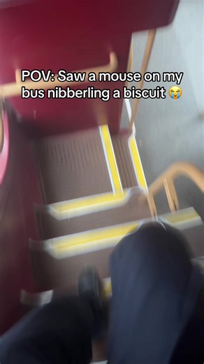 Unexpected Mouse Encounter on the Bus
