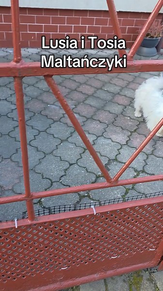 Lusia i Tosia maltańczyki #kochampsy #maltanczyk #psy #śmieszne #śmiesznetiktoki
