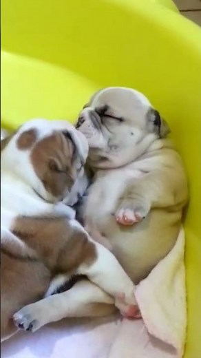 Adorable Bulldog Puppies Give Kisses to Each Other!