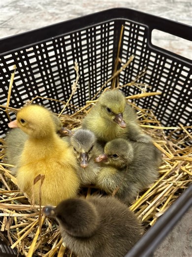 Our broody geese were given 4 goslings and 2 ducklings last night. We took the 4 eggs they were sitting on because we’ve had numerous issues with them sharing a nest. The eggs are now in our incubator and will hopefully hatch in the next two weeks. #geese #goslings #Sebastopol #ducks #ducklings | Laux Family Farm LLC