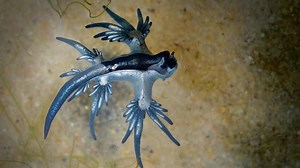 Beware of blue dragons: Venomous alien-looking creatures wash up on Gulf Coast