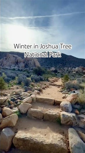 winter in joshua tree np 🌵
