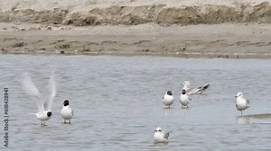 Two Mediterranean gulls (Ichthyaetus melanocephalus) taking off from pond among other gulls in spring