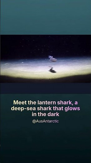 Meet the lantern shark, a deep-sea shark that glows in the dark