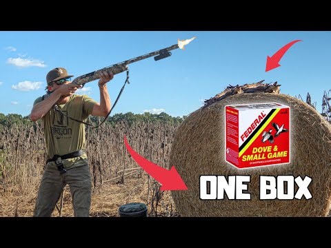 I went DOVE HUNTING with only ONE BOX of SHELLS | Dove Hunting 2025