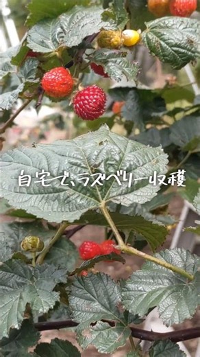 Harvesting Raspberries at Home #farming #raspberry
