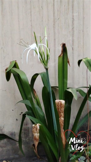 Just a normal day...... #shorts #minivlog #vlog