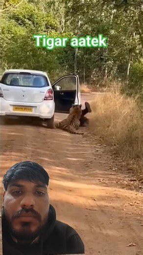 Tigar aatek// #short #Tigar #animal # animals #animalvideo #forest