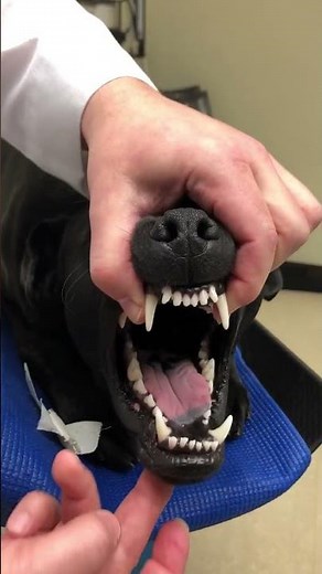 Lock Jaw in a Dog - coronoid impinging on zygomatic arch