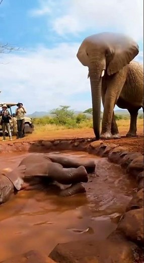 Baby Elephant’s Muddy Bath Time 🐘💦 Cutest Safari Moment Ever!