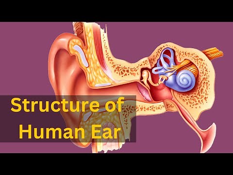 Human ear structure and function, Human ear structure and function class 9, Structure of Human ear