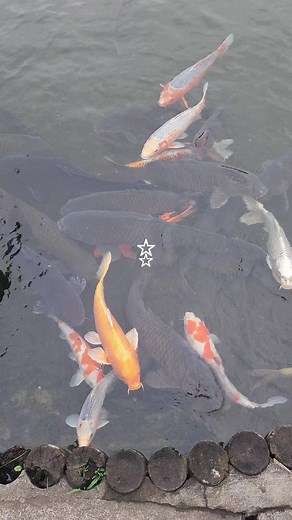 Explore the Vibrant Culture of Japan: Aesthetic Travel Vlog