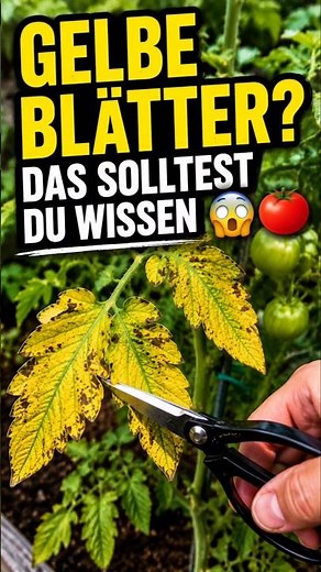 Warum werden Tomatenblätter gelb?