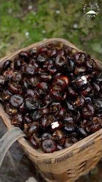 The Ancient Chinese Pastry: Horse Hoof Cake