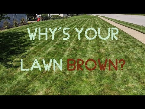 How To Identify Brown Spots In Your Lawn: Lawn Disease