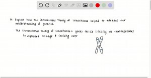 Explain how the Chromosomal Theory of Inheritance helped to advance our understanding of genetics. | Numerade