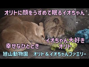 旭山動物園 オリトに顔をうずめて眠るイオちゃん 幸せなひととき イオちゃん大好きオリト オリト＆イオちゃんファミリー Orito & Io family Lion family