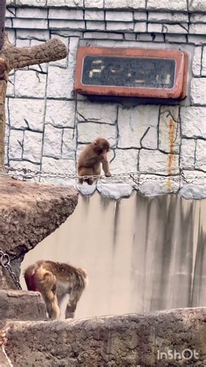 チェーンでブランブラン🐒がんばれパンチ君☔️