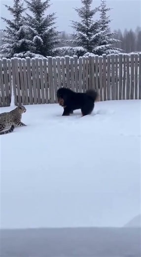 Tibetan Mastiff Blocks snow Leopard From Attacking Livestock #wildlife #animals #nature