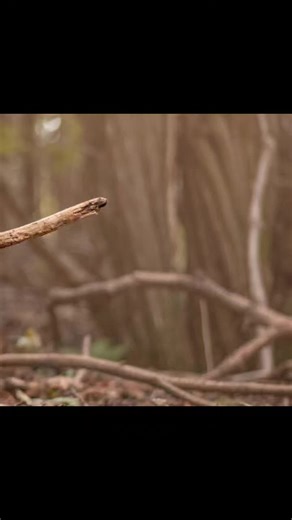 Toby_Peggy_D on TikTok