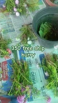 Table rose 25 colours video full ஆ பாருங்க 8973385884 whats app message only