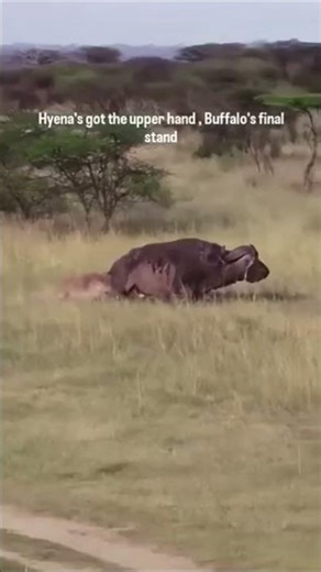 Hyena Takes Down Massive Buffalo 🐃🐕