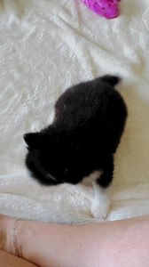 Happy Friday! Heading into the weekend with a tail waggin attitude like our sweet Bentley! #viralreelschallenge #viralvideochallenge #bentley #pomsky #funnymoments | Pomskies of Middle Tennessee - Middle TN Pomskies