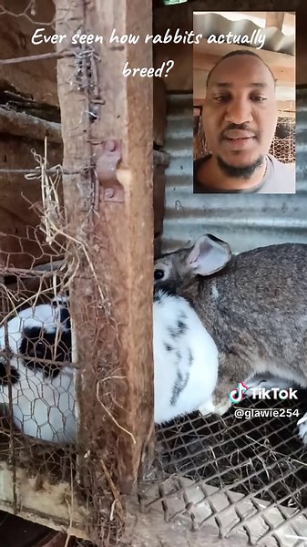 Understanding Rabbit Breeding and Gestation Periods