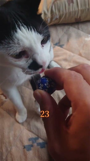 モーちゃんの猫占にゃい❗ 4月10日のラッキーニャンバーは❓ #猫 #占い #ラッキーナンバー #猫好きさんと繋がりたい #猫動画