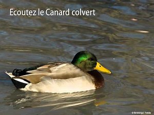 Le Canard colvert