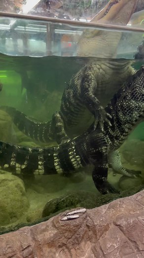 American Alligator Bellowing Sounds Underwater