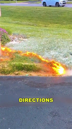 Cottonwood Fluff Beautiful but Highly Flammable