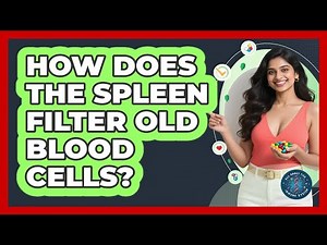 How Does The Spleen Filter Old Blood Cells? - All About the Immune System