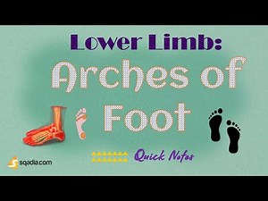 Lower Limb: Arches of Foot | Introduction | Anatomy of the Ankle Joint | Bones, Ligaments