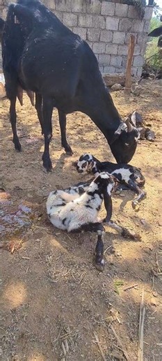 Goat Gave Birth to Cute Twin Babies 🐐💖 | Heartwarming Moment #shorts