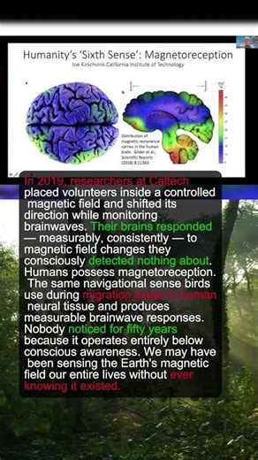 Scientists Discovered Humans Have a Magnetic Sense. It Works. Nobody Noticed for 50 Years.