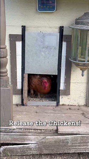 Release the Chickens, again!!! 🐔🚪 #shorts #farmlife