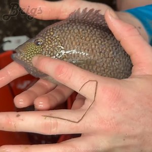 Fish Trap in a Hidden Tunnel Filled with Deadly Fish! #fishtrap #exoticfish #rarefish #fishpond #fishtank #aquarium | Brigs Fishing Team