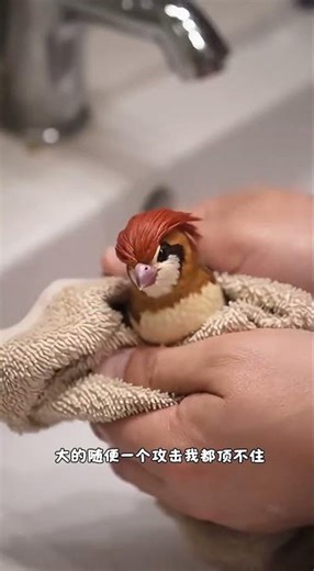 That day I realized I was missing a Pidgeotto, so I quickly went to catch one. #Pidgeotto #Pokémon