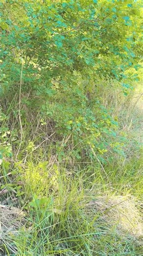 🤲 अल्लाह हम सबको नेक रास्ते पर चलने की तौफीक दे। #bayan #love #motivation #quran #nature