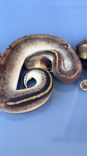 Exquisite Black Head Champagne Ball Python Combos