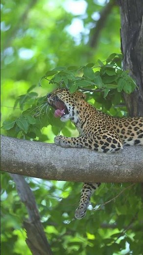 India’s Youngest Photographer Captures The Wild | Shot on Nikon Z9