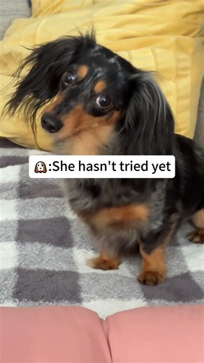 Who could resist a sausage that can run? #funny #pets #usa #dogs #fyp