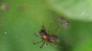 Download Small spider catching a fly trapped in his web for free