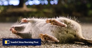 Rats! Five ways cities tried, and sometimes failed, to be rid of them