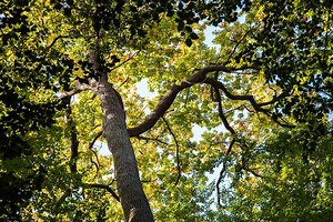 Forêt domaniale de Bercé à JUPILLES - Sarthe Tourisme